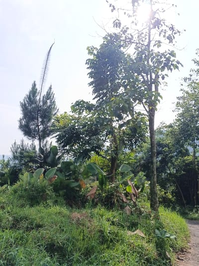 The image captures a vibrant, sunlit natural landscape in Meilangtlang, Myanmar (Burma), featuring dense foliage and a clear sky. The scene is dominated by various trees and lush greenery, suggesting a rural or wild environment.

In the mid-ground on the left, a tall, slender conifer-like tree stands prominently. Extending far above its canopy is a remarkably tall, thin, and spiky structure, possibly a specialized inflorescence or part of another plant, reaching high into the bright sky. To the right, another large deciduous tree with dense green leaves is brightly illuminated by direct sunlight, which creates a noticeable flare in the upper right portion of the image.

The foreground is covered with abundant green grass and low-lying plants. Further back, large-leafed tropical plants, possibly from the banana family, add to the verdant undergrowth. A narrow dirt path or road is visible along the far right edge of the image, winding through the vegetation. The background features more distant green hills or dense tree cover under a bright, clear sky.

The time of day appears to be sunny daytime, with the sun's position indicating either morning or late afternoon. The overall impression is one of natural beauty and tranquility, devoid of human activity. No text is visible in the image.