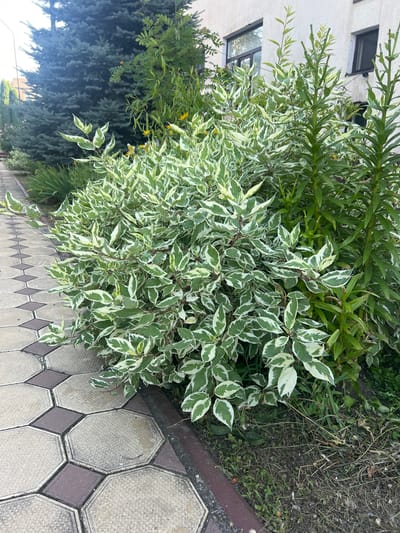 The image depicts an outdoor scene adjacent to a building in Magas, Russia. The foreground features a patterned walkway made of hexagonal and square paving stones in beige and reddish-brown hues. To the right of the walkway is a dense shrub with variegated green and white leaves. Behind this shrub, taller green plants with long, slender leaves are visible. In the background, a large blue spruce tree stands to the left, and a portion of a light-colored building with windows can be seen on the right. The ground is covered in grass and some dried vegetation. No people or animals are present in the image.