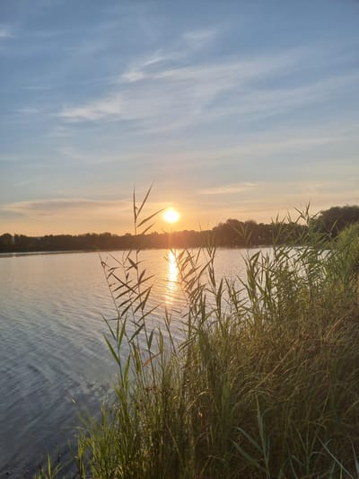 The image depicts a sunset over a body of water, likely a lake or river, with tall grasses growing along the shore in the foreground. The sun, a bright orange orb, is low on the horizon, casting a warm glow across the scene. The sky is a gradient of blue and orange, with thin clouds streaking across. The water is calm, reflecting the colors of the sky and the sun. The grasses in the foreground are lush and green, with some dried stalks interspersed. The background shows a line of trees silhouetted against the sunset. The overall impression is one of tranquility and natural beauty. This scene is located in the city of Văsieni, Moldova.
