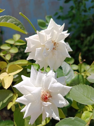 The image depicts two white roses in bloom, set against a backdrop of green foliage and a blurred blue wall. The roses are the primary subjects, with their petals unfurling to reveal their centers, which appear to have a reddish-brown hue. Sunlight illuminates the flowers, casting shadows and highlighting their delicate textures. Several green leaves surround the roses, some appearing healthy and vibrant, while others show signs of yellowing, suggesting a natural aging process or varying light exposure. In the background, a textured blue surface, possibly a painted wall, is partially visible, along with the darker green of other plants or bushes. The scene is suggestive of an outdoor setting, likely a garden or a natural landscape. The location in the city of Койлык, Kazakhstan is not discernible from the visual elements present in the image.