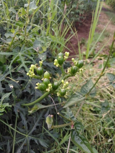 A detailed close-up image portrays a botanical scene in the city of Chan-Nua, Laos. The primary subject is a plant stem bearing multiple clusters of unripe, spherical green fruits, approximately 5-10mm in diameter, intermingled with smaller, yellowish-green floral buds. A single small, dark-colored insect, consistent with an ant, is observed stationary on the upper portion of the central stem amidst the fruit clusters. The plant's foliage consists of dark green, deeply lobed, palmate leaves, visible in the foreground and midground. The background environment comprises dense, green herbaceous vegetation, including tall grass blades. A narrow strip of exposed reddish-brown soil is discernible in the upper right background. The scene is illuminated by natural, ambient light, suggesting an outdoor setting.