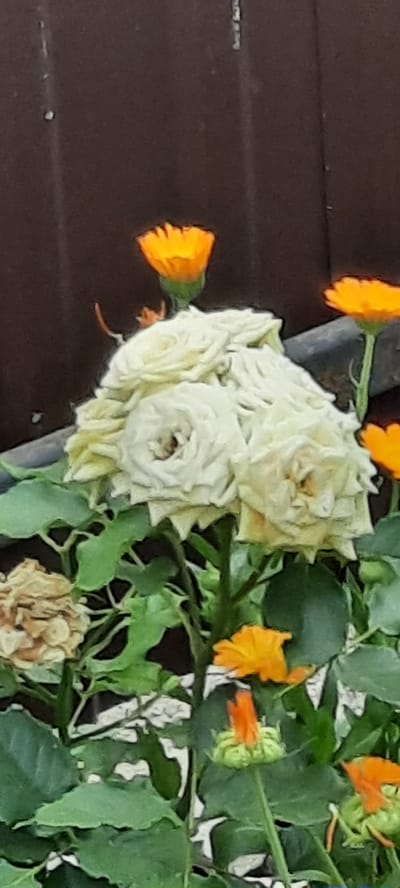 A close-up, vertical, slightly blurred image shows a bouquet of creamy white roses with some browning on the outer petals, clustered together and facing upwards. The roses are surrounded by green leaves and stems. In the background, a dark brown, corrugated surface, possibly a fence or wall, is visible. Scattered amongst the roses and leaves are several bright orange flowers, some in full bloom and others appearing as buds. One of these orange flowers is in the upper left quadrant, another in the upper right, and a few more are visible towards the bottom of the frame. The overall setting appears to be outdoors, likely in a garden. The image does not contain any people or specific identifiable landmarks that would suggest a precise location within Bocani, Moldova.