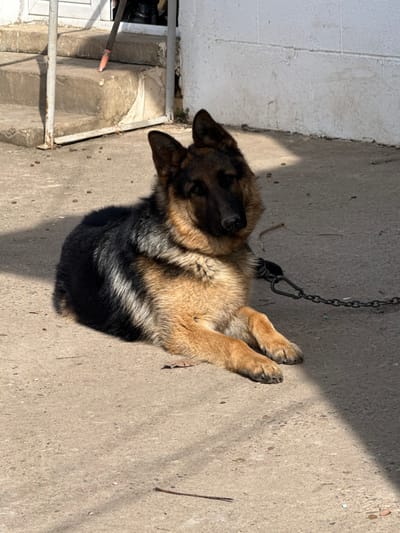 In Brenitsa, Bulgaria, a German Shepherd dog is depicted lying on a concrete surface outdoors. The dog exhibits a black and tan coat with a distinct saddle marking and is positioned with its front paws extended forward, its head slightly angled to the right. A dark metal chain is visible attached to the dog's collar, extending horizontally to the right across the concrete. In the background to the left, a set of concrete steps with metal railings ascends. Scattered on the concrete near the base of these steps are several small, dark, pellet-like objects consistent with dry dog food. A textured, light-colored wall, possibly painted white, runs along the right side of the frame. Direct sunlight illuminates portions of the scene, casting sharp shadows, including one that covers part of the dog's rear body and the extending chain. Small pieces of debris, including a thin twig, are present on the concrete foreground. No human figures are visible.