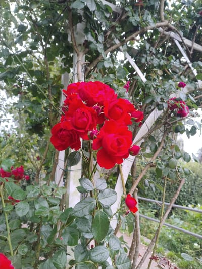 The image depicts a cluster of vibrant red roses blooming on a rose bush. The roses are the primary subject, with many in full bloom and a few buds visible. They are arranged in a way that suggests they are part of a climbing rose, as they are growing on and around a white trellis. The trellis is made of thin, white wooden beams and appears to be somewhat aged, with some of the wood showing a slight weathered texture. The rose bush itself has abundant green foliage, with the leaves appearing slightly glossy, possibly due to recent rain or dew.
The setting is outdoors, with a backdrop of greenery, suggesting a garden or park environment. The lighting is soft and diffused, indicating an overcast day or perhaps early morning or late afternoon. There are no people visible in the image. The overall mood is one of natural beauty and tranquility. The location context provided is Uetersen, Germany, which is known for its rosarium, making this a plausible scene. There is no visible text in the image.
