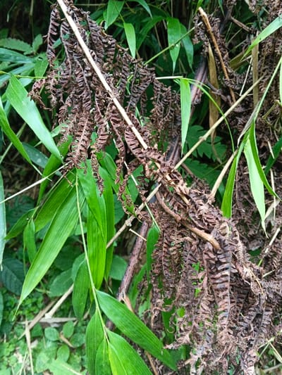 A vertical composition captures a dense entanglement of flora in Soibada, East Timor. Prominently featured are multiple stems of dried, dark brown fern fronds, exhibiting a shriveled and textured appearance with discernible pinnae remnants. These desiccated fronds are intertwined with and partially obscured by vibrant green, elongated leaves and lighter green, smooth stems, characteristic of bamboo or a similar monocotyledonous plant species. Additional, darker green, indistinct foliage is visible in the soft-focus background, suggesting a lush, natural environment. No human presence or artificial objects are observed.