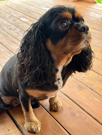 A cavalier King Charles spaniel dog is sitting on a wooden deck in Andriankovo, Russia. The dog has black and tan fur and is looking up and to the right. The deck is made of wooden planks and appears to be outdoors. The lighting suggests it is daytime.