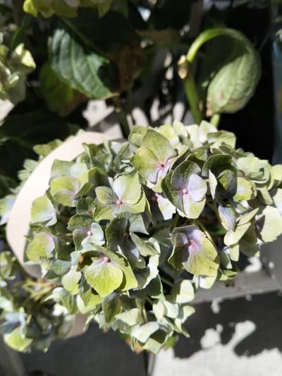 The image shows a close-up of a hydrangea bush with light green and purplish-pink blooms. The flowers are clustered together, and some of the leaves are visible in the background, which are dark green. The bush appears to be outdoors, possibly in a garden or on a balcony, with sunlight casting shadows on a light-colored surface below. The scene is focused on the floral arrangement, with the background elements out of focus. No people or specific urban elements of Congaz, Moldova are visible.