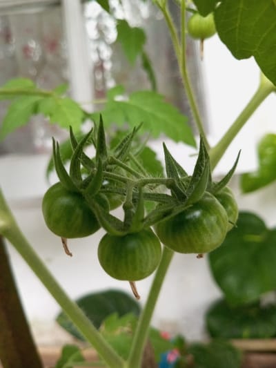 A cluster of unripe, green tomatoes hangs from a plant. Each tomato is small and round, with subtle stripes and pointy sepals. The surrounding foliage is lush and green, with a variety of leaf shapes. The plant's stem is thick and vibrant green, extending diagonally. A blurred white background is visible behind the plant.