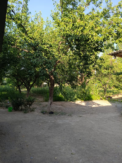 This is a horizontal, eye-level, full shot of a yard with several trees and dense vegetation under a clear blue sky. The trees are lush with green leaves, and their branches spread out, creating patches of shade on the dirt ground. In the foreground, the ground is covered with dirt and small stones. A bright green bucket sits to the left of a bush. To the right of the image, a section of a corrugated metal roof can be seen, supported by a wooden beam. The lighting suggests it is daytime, with sunlight filtering through the leaves and casting shadows. The overall scene depicts a natural, perhaps rural, outdoor setting.