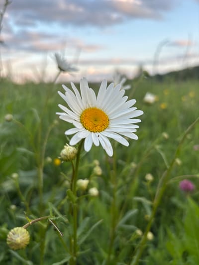 A close-up, eye-level shot captures a daisy in focus against a blurred background of a grassy field and a cloudy sky. The daisy, with its white petals and yellow center, is positioned to the right of the frame. In the foreground, to the left, are several unfurled daisy buds. The background features more indistinct white and yellow flowers, along with green grass and a distant tree line under a sky with soft pink and blue hues. The setting appears to be a natural outdoor environment, possibly a meadow or park, in Нагаево, Russia, during twilight. There are no people or animals visible in the image.