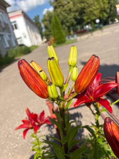 The image shows a close-up view of a stem with several lily buds and one open lily flower. The buds are primarily green, with some showing tinges of orange and red, suggesting they are nearing bloom. One prominent bud in the foreground is a deep orange-red with dark stripes and a pointed tip. Behind it, several smaller, brighter green buds are visible. A partially open red lily flower is in the upper right, and another open, deep red lily flower is blurred in the background on the right side. The flowers and buds are in focus, while the background is blurred.
The setting appears to be outdoors, with elements of a suburban or rural environment visible. In the blurred background, a white building with a distinctive red stripe on its side is present, possibly a house. Green foliage and trees are also visible, along with a paved area that could be a road or sidewalk. The lighting suggests it is daytime, with sunlight casting shadows. The overall mood is serene and natural, highlighting the beauty of the blooming flowers. There is no visible text in the image.