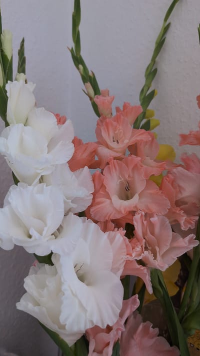 A close-up, eye-level, medium shot captures a bouquet of Gladiolus flowers against a textured off-white wall. The arrangement features a mix of pristine white and soft coral-pink blooms, interspersed with buds and green stems. The flowers are densely packed, with their trumpet-shaped petals unfurling in various stages of bloom. The white Gladiolus are positioned on the left side of the frame, while the coral-pink ones dominate the right. The background wall exhibits a subtle, uneven texture, suggesting it might be stucco or plaster. The lighting is soft, casting gentle shadows and highlighting the delicate ruffles of the petals. The image does not contain any people, actions, or interactions. It is a static representation of the floral arrangement, with no specific location in the city of Marl, Germany, identifiable from the visual information provided.