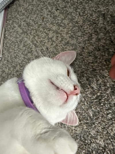 A white cat with pink ears is lying on its back on a grey carpeted floor. The cat is wearing a purple collar. The cat's mouth is open, revealing its teeth and tongue, and its eyes are partially closed. The cat's whiskers are visible. A hand, with two fingers visible, is reaching from the right side of the frame towards the cat. The background is a blurred grey carpet. The image was taken in Girard, United States of America.