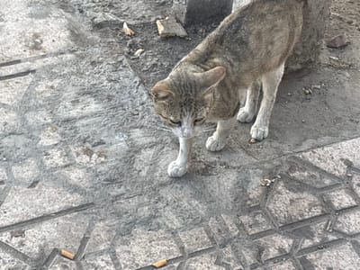 A brown and white tabby cat walks across a patterned concrete sidewalk in Victoria, Morocco. The cat is walking towards the left of the frame and is looking down at the ground. There are several cigarette butts scattered on the sidewalk. The background is out of focus but appears to be a continuation of the sidewalk and a rough stone or concrete structure.