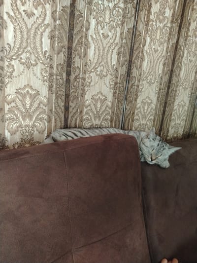 A grey tabby cat is sleeping on the back of a brown sofa. The cat's body is partially obscured by the sofa's armrest. The sofa is placed in front of a beige and brown patterned curtain. The image appears to be taken indoors, in a residential setting. The location in the city of Большой Улуй, Russia is not discernible from the image itself.