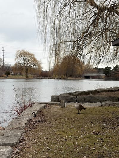 The image depicts a landscape scene in Woodstock, Canada. A body of water, likely a pond or a section of the Thames River, runs through the center of the frame. On the right, a stone embankment transitions into a grassy area with scattered leaves. Two Canada geese are present: one standing on the grassy area near the embankment, and another closer to the edge of the water. On the left bank of the water is a row of bare trees, including weeping willows with long, drooping branches. A bridge or structure is visible in the distance. Overhead power lines are also present on the left side of the frame. The sky is overcast, suggesting a cloudy or dull day.
