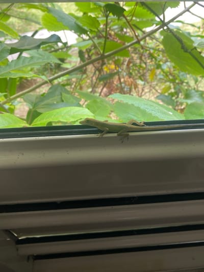 A single, slender, pale green lizard, approximately 10-15 cm in total length, is positioned horizontally on a white window frame. The lizard's head is oriented towards the left, with its body extended. Its four visible limbs support its body on the frame. The background, viewed through a window opening, consists of out-of-focus green foliage, including various leaves and branches. Below the window frame, several horizontal white slats with thin dark separation lines are visible, likely part of an interior blind or shutter system. The scene is illuminated by natural daylight and is located in Capesterre-Belle-Eau, France.