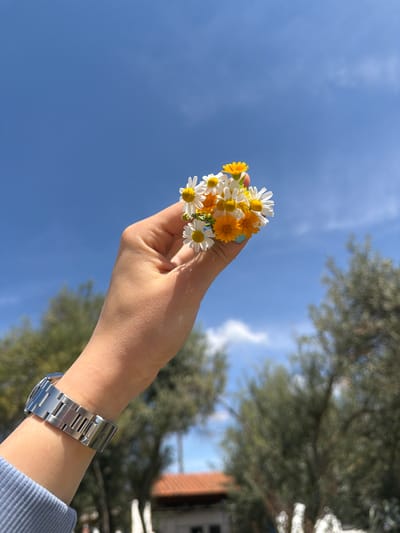 A low-angle shot shows a hand holding a small bunch of yellow and white daisies against a clear blue sky. The hand belongs to a light-skinned person wearing a silver metal wristwatch on their wrist. The bottom part of a building is visible through the trees to the right of the wrist. The leaves of the trees are green. The image was taken during the daytime. Location, Megas Alexandros, Greece.