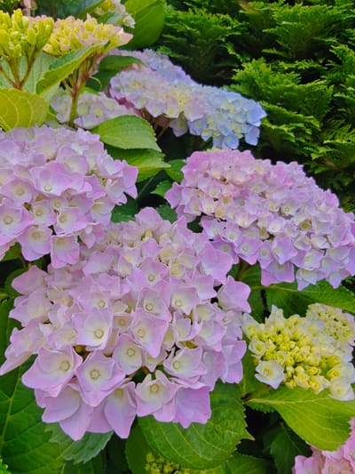 The image shows a close-up of several hydrangea flowers. The flowers are a mix of pale pink, pale blue, and pale yellow. They are in bloom and appear to be healthy. The flowers are surrounded by green leaves. In the background, there are some dark green evergreen bushes. The image is well-lit and the colors are vibrant. The photo was taken in Georgsmarienhütte, Germany.