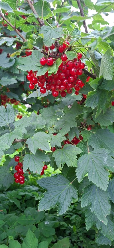 The image depicts a close-up view of a red currant bush laden with ripe red berries and lush green leaves. The berries are clustered together in bunches, their vibrant red color contrasting with the deep green foliage. The leaves are lobed with serrated edges, characteristic of the currant plant. The background is blurred, suggesting an outdoor setting, likely a garden or natural environment. The specific location in Viru-Jaagupi alevik, Estonia, is not visually identifiable within the image itself, as there are no discernible landmarks or man-made structures. The scene is static, with no people or animals present, and no actions are taking place. The overall impression is one of natural abundance and the ripening of fruit in a temperate environment.