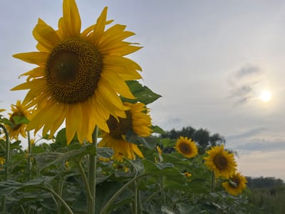 A field of sunflowers is shown under a cloudy sky with the sun peeking through. The foreground features a large sunflower in sharp focus, with its bright yellow petals and dark center clearly visible. Several other sunflowers are scattered throughout the field, with some in focus and others slightly blurred. Green leaves and thick stalks of the sunflowers are also prominent in the foreground and midground. In the background, a line of trees is visible against the horizon. The overall scene depicts a natural landscape.