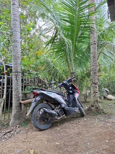 This image depicts an outdoor scene in Meunasahreudeup, Indonesia, featuring a motorcycle amidst lush tropical vegetation. A black, red, and white scooter, identified by the visible text "BEAT" on its side, lies on its left side on a dirt and gravel path. Its front wheel is slightly turned, and the rear wheel and engine components are clearly visible.
The scene is framed by two tall coconut palm trees with textured trunks. Their long, green fronds extend across the top and left side of the frame, indicating a dense canopy and suggesting a bright, daytime setting with diffused sunlight. In the background, a thick growth of various green plants, bushes, and trees creates a natural and somewhat wild environment. Through the foliage, a dark metal fence or gate can be partially seen.
The ground is unpaved, consisting of reddish-brown dirt mixed with small stones and pebbles, along with scattered dry leaves and sparse patches of grass. A wooden plank rests near the rear of the fallen scooter. There are no people visible, and no specific activity is taking place; the scooter appears to be either parked or to have fallen over in this natural setting. The overall impression is one of a quiet, tropical locale under fair weather conditions.