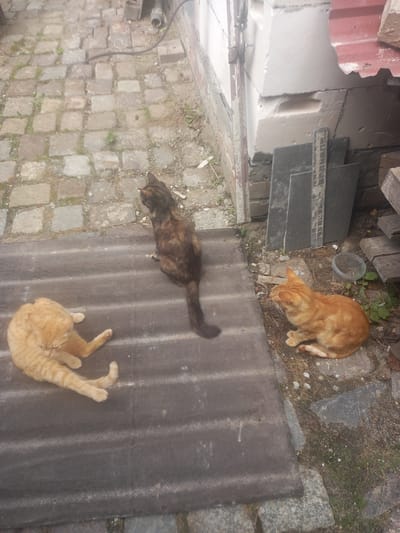 The image captures an outdoor scene with three cats in what appears to be a backyard or alleyway in Maloye Lugovoye, Russia. The ground is paved with cobblestones and dirt. In the foreground, a ginger cat is lying on its side on a dark, corrugated surface, appearing relaxed. To the left and slightly behind it, another ginger cat is also lying down on the same surface, with its legs splayed. Further back, a tortoiseshell cat is sitting upright on the cobblestone ground, looking to the right. The background shows a brick wall with white building blocks and a red corrugated metal roof. Various building materials, including dark rectangular slabs and wooden planks, are stacked near the wall. A clear plastic container is also visible on the ground. The overall impression is a slightly unkempt, utilitarian outdoor space.