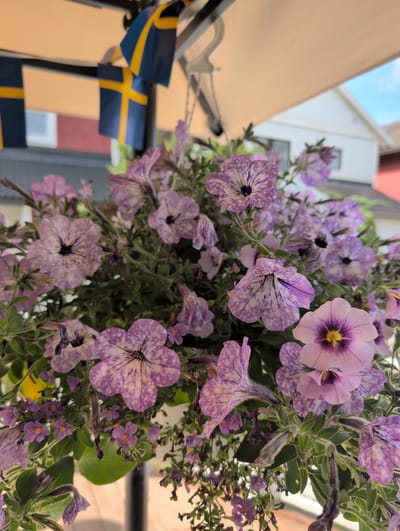 The image displays a close-up view of a hanging basket filled with numerous light purple petunias, some of which have white speckles and darker purple veins. The flowers are clustered together, with some in full bloom and others appearing wilted or in bud. The background is blurred, showing a building with a white facade and a red roof, and a clear blue sky above. To the upper left, several small Swedish flags are visible, attached to a thin rod, suggesting a festive or nationalistic theme. The overall setting appears to be outdoors, possibly on a balcony or patio, with the Swedish flags indicating a location in Sweden. The lighting suggests it is daytime. There are no people or animals visible in the image. The specific location in the city of Jordbro, Sweden, cannot be determined from the visual information alone.