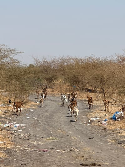 The image shows a dirt road in a rural area of the Communauté rurale de Malicounda, Senegal. A herd of goats is walking along the road. The environment consists of dry vegetation, bare trees, and scattered trash on the roadside. The sky is clear and light blue.