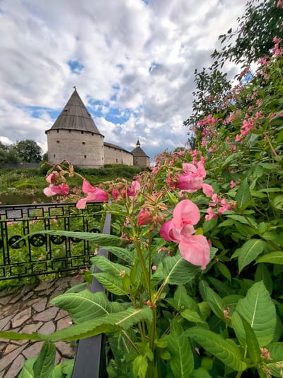 In Staraya Ladoga, Russia, the Staraya Ladoga Fortress, a historic stone fortress, is depicted under a cloudy sky. The fortress features round towers with conical wooden roofs. In the foreground, a dense cluster of pink Himalayan balsam flowers with vibrant green leaves creates a natural screen. A black metal fence with intricate scrollwork separates the flowers from a stone pathway made of irregular-shaped, flat stones. Beyond the fence, a body of water is visible, reflecting the overcast sky, and a green grassy bank slopes down to the water's edge.