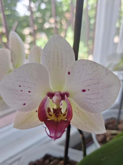 A close-up, eye-level shot shows a white orchid flower with pink veins and purple spots on its petals. The center of the flower is a vivid mix of pink and yellow. The orchid is in bloom, with other unopened buds visible behind it. The background is blurred, showing green foliage, suggesting the plant is outdoors or near a window. The overall impression is one of natural beauty and delicate detail. The image was taken in Novoukrainka, Ukraine.