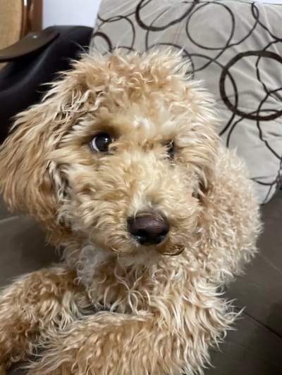 A close-up photograph shows a fluffy, light-brown poodle lying on its side. The dog's dark, wet nose is prominently centered, and its eyes are visible, gazing upwards. Part of a patterned pillow is visible in the upper left of the frame. The background is a neutral tone, possibly a sofa or similar surface. The photo was taken indoors. It's impossible to specify if the photo was taken in Aratashen, Armenia, without additional information.