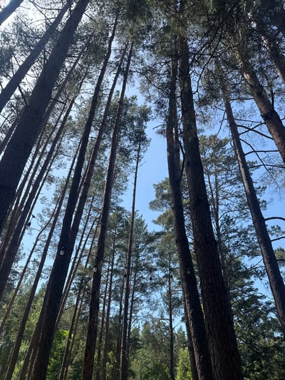 In Kierwik, Poland, an upward-angle view captures a dense forest of tall, slender pine trees reaching towards a clear blue sky. The trees are predominantly dark brown with rough bark, and their branches create a canopy of green needles overhead. Some of the tree trunks have string lights with clear bulbs attached, suggesting the area may be used for events or recreation. The lower portion of the image shows more undergrowth and greenery interspersed with the tree trunks.