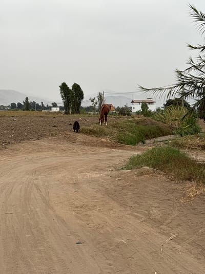 The scene depicts a rural landscape in Aucallama, Peru. A dirt road occupies the foreground, showing vehicle tracks. Adjacent to the road is a field of plowed earth. A brown cow stands near the edge of the field. A black dog is also present. In the background, trees and a white building are visible. The sky appears overcast. Palm fronds are visible in the upper left corner of the frame. Mountains are discernible in the far distance.