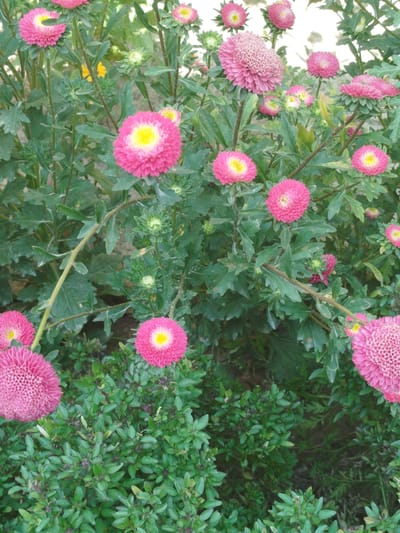 A close-up, eye-level outdoor shot captures a cluster of vibrant pink asters with yellow centers, densely packed on green stems and leaves. The flowers are the primary focus, some fully bloomed and others in bud. A patch of smaller, dark green foliage with tiny purple buds occupies the lower portion of the frame. The background is blurred, suggesting a natural setting possibly in a garden or park within the city of Жаңы-Айыл, Kyrgyzstan. There are no people or animals visible in the image. The lighting appears to be natural daylight, casting a soft glow on the scene.