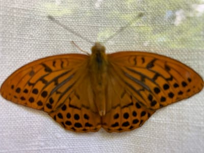 The media file shows a close-up, slightly out-of-focus view of a butterfly. The butterfly is predominantly orange with black markings. Its wings are spread, revealing a pattern of black lines and spots. Some of the spots on the lower wings are distinctly circular. The butterfly is positioned on a textured, light-colored surface, possibly fabric, which appears to be a canvas or linen material. The background is blurred, with hints of green and white, suggesting an outdoor environment, perhaps with foliage or a bright sky. The lighting seems natural, indicating it could be daytime. There are no people, text, or specific identifiable landmarks visible. The overall impression is of a natural, possibly tranquil, scene focusing on the intricate beauty of the butterfly. Given the provided location context of Seggiano, Italy, the scene could be situated within the Italian countryside.