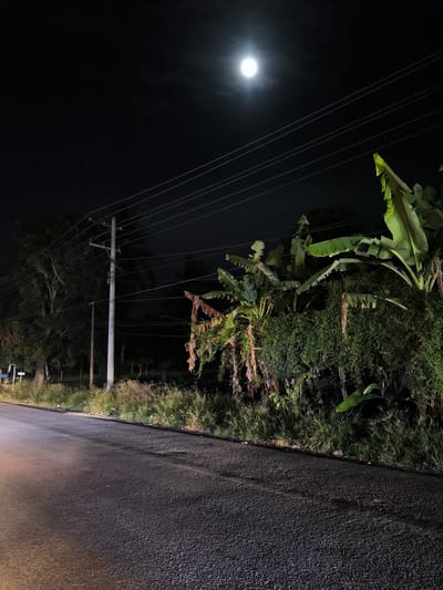 This nighttime photograph, likely taken in Meuse, Indonesia, showcases a quiet road illuminated by a bright, nearly full moon. The scene is dominated by a clear, dark sky with the moon as the primary light source, casting a soft glow.
On the left side of the asphalt road, a tall utility pole with multiple power lines extends across the frame. Behind it, dense foliage and large trees are visible, appearing dark against the night sky, with some faint illumination reaching their lower branches. The right side of the road is bordered by abundant tropical vegetation, including prominent banana trees with large green leaves and a variety of other leafy plants and vines forming a thick barrier. Some of the leaves exhibit reddish-brown hues. A strip of grass and weeds grows along the edge of the road on both sides.
The asphalt road surface appears textured and subtly reflective under the moonlight, suggesting it might be damp or simply reflecting the ambient light. The overall atmosphere is one of stillness and natural beauty, characteristic of a rural or semi-rural setting at night. No people or overt activity are depicted. There is no visible text in the image.
