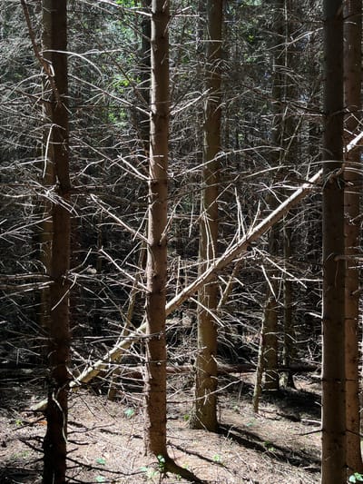 The image shows a dense forest with many dead or dying trees. The trunks are thin and brown, and the branches are bare and crisscrossed. Sunlight filters through the canopy, creating dappled shadows on the forest floor, which is covered in dry leaves and pine needles. The overall impression is one of a somewhat neglected or overgrown wooded area. Without further information, it is impossible to pinpoint this specific forest within Petrovac-na-Mlavi Municipality, Serbia.