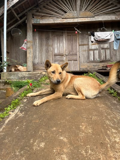 A tan dog with a curled tail lies on a textured gray surface covered with small plants and a single red flower. A traditional wooden structure is visible behind the dog. The structure has a decorative sunburst design, a wooden door with clothing hanging nearby, and a birdcage. The scene is lit by natural light.