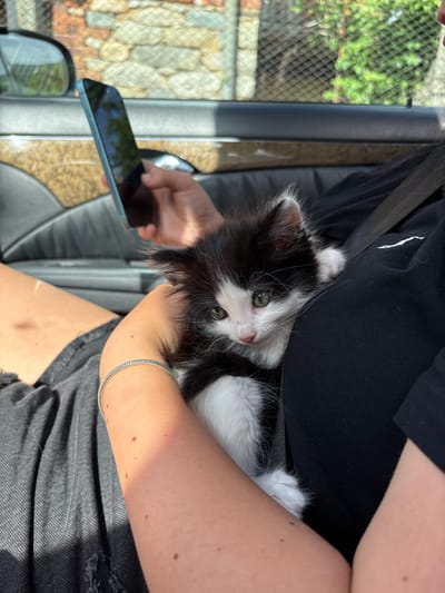 A person sits in a car, cradling a black and white kitten. The person wears a black shirt and black shorts, with a silver bracelet on their left wrist. They hold a blue smartphone in their left hand. The kitten is nestled in the person's arms, with its head visible. Outside the car window, a wire fence is visible, along with trees and buildings, possibly indicating a residential area. The specific location within Rila, Bulgaria, is indeterminable from this image.