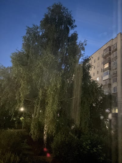 The image depicts a scene at dusk in a city, likely Kstovo, Russia, given the architectural style. A tall, leafy tree with branches that hang downwards dominates the left side of the frame. Behind the tree, a multi-story apartment building is visible on the right. The building is constructed of light-colored brick, with rows of windows and balconies. Some windows are illuminated, indicating occupancy. The sky is a deep blue, transitioning to a lighter hue near the horizon, suggesting the twilight hour. The foreground is dark, with some undergrowth visible. A street lamp is illuminated within the foliage of the tree. The overall atmosphere is tranquil and urban, typical of a residential area.
