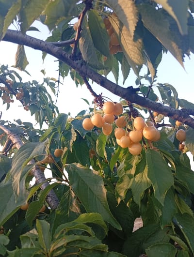 A close-up, low-angle shot captures a cluster of ripe, pale yellow cherries hanging from the branches of a cherry tree, set against a bright, clear sky. The cherries are round and plump, clustered together on thin stems. The tree's dark, textured bark is visible, as are numerous green leaves, some catching the sunlight and appearing golden. The image is taken outdoors, likely in a natural setting such as a garden or orchard in Semionovca, Moldova. The composition focuses on the fruit and foliage, with no people or other animals present. The lighting suggests it is daytime, possibly late afternoon due to the warm tones on the leaves.