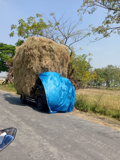 A black utility truck is parked on a paved road next to a dry, grassy field under a clear blue sky. The truck is heavily laden with a large mound of dried hay, which towers over the vehicle. The front of the truck and a portion of the hay are covered with a bright blue tarp. Trees with green and dry leaves are visible behind the truck, and the surrounding landscape appears rural. The image is taken from a low vantage point, possibly from another vehicle, as a motorcycle mirror is visible in the lower left corner, reflecting a person. The location is specified as Mayangkawis, Indonesia.
