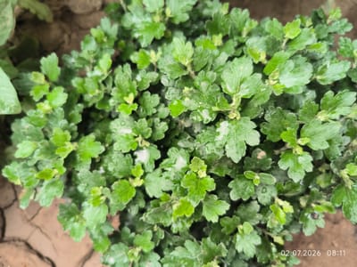 A close-up, overhead shot shows a dense cluster of small, green chrysanthemum leaves. Some leaves have water droplets on them, indicating recent watering or rain. The leaves are lobed and appear slightly serrated along the edges. The background consists of cracked, dry soil, suggesting an outdoor environment. A timestamp in the lower right corner reads "02.07.2026 08:11." The image depicts a small plant, likely in a garden or natural setting, in Kattasu, Uzbekistan.