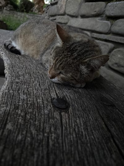 A tabby cat sleeps peacefully on a rustic wooden bench. The cat is curled up with its head resting on its paws, its eyes closed and its nose pink. The wooden bench has a weathered texture with visible grain and appears to be outdoors. In the background, there is a stone wall and some greenery, suggesting a natural or park-like setting. The lighting is dim, creating shadows that add to the serene atmosphere. The overall scene depicts a moment of tranquility for the sleeping feline.