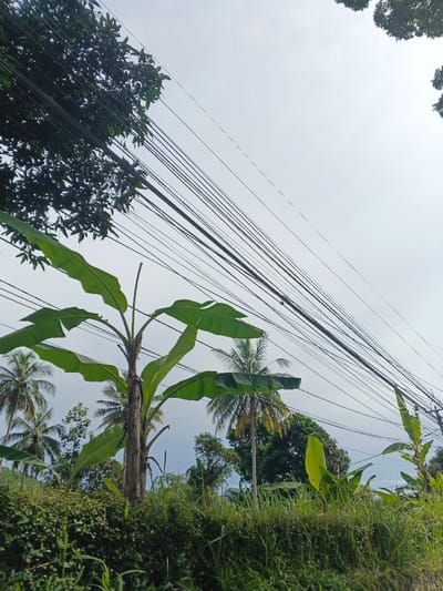 The image presents a vibrant tropical landscape featuring abundant greenery and a complex network of overhead utility lines beneath an overcast sky. In the foreground and midground, several large banana trees with broad, green leaves are prominent. Numerous palm trees, likely coconut palms, are visible in the midground and background, alongside other dense green trees and bushes, forming a rich undergrowth. Tall grasses and smaller plants line the bottom of the frame.
A dominant feature of the upper portion of the image is a dense array of black utility lines. These lines stretch diagonally across the frame, crisscrossing and layering, indicative of extensive electrical or communication infrastructure. A dark-leaved tree occupies the upper left corner, with its foliage partially obscuring some of the lines.
The sky is a uniform, light gray, suggesting an overcast or cloudy day, and the lighting is soft and diffused with no harsh shadows. No specific activity or events are taking place, and no people or visible text are present. The tropical vegetation strongly suggests a location like Carcar, Philippines, as provided in the context.