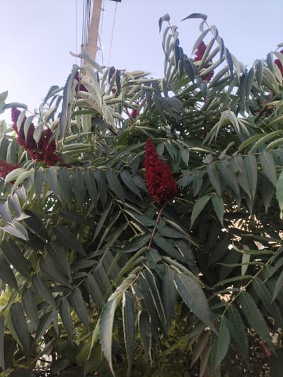 The image depicts a close-up view of a tree with compound leaves and fuzzy, dark red flower spikes. The leaves are long and serrated, with a lighter underside that is visible on some. The flower spikes are conical and densely packed with small, berry-like structures. The tree is situated outdoors, with a pale blue sky visible in the upper portion of the frame, suggesting it is daytime. In the background, a section of a utility pole with wires is visible, indicating an urban or semi-urban setting. The overall impression is that of a natural element within a developed area. The location is identified as Dangir, Uzbekistan. No people are visible in the image, and no specific actions or interactions are depicted. The scene is static and focuses on the botanical features of the tree.