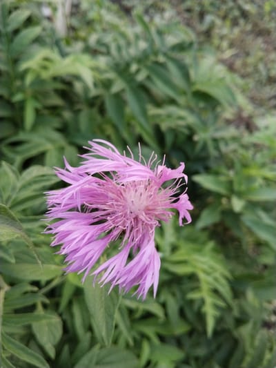 A close-up, vertical, outdoor, medium shot captures a single, fluffy, pink thistle flower in focus. The flower's petals are long, thin, and slightly curled, fanning out from a lighter, almost white center. The background consists of blurred green foliage, indicative of a garden or natural outdoor setting. The scene is set in a garden in Zelene, Russia.