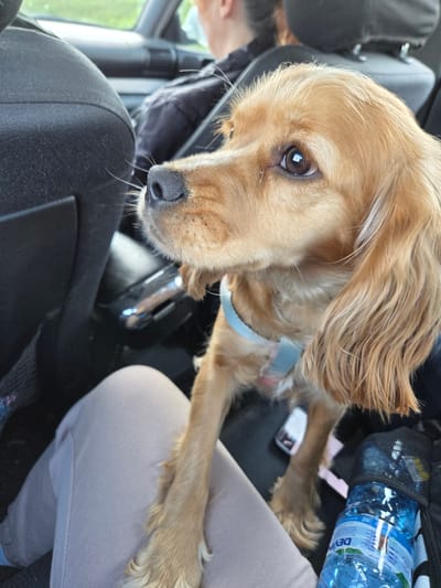 A brown cocker spaniel sits in the passenger seat of a car. The dog is wearing a light blue collar. A person is seated next to the dog. A bottle of water is beside the dog. The image was taken in a car; the location is Koilovtsi, Bulgaria.