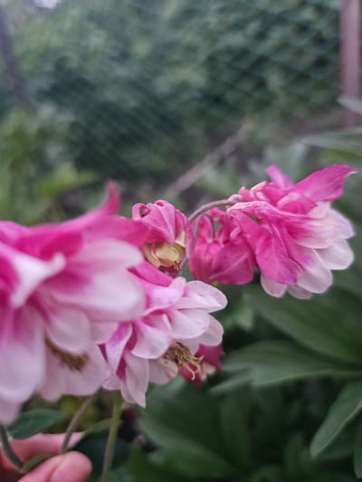 A close-up photograph depicts a cluster of pink and white Aquilegia (Columbine) flowers, some appearing slightly wilted, set against a heavily blurred background of dark green foliage and a chain-link fence. The dominant colors are vibrant pink and soft white on the flower petals, contrasting with the dark green of the environment. A human hand, visible in the lower-left corner, gently supports a flower stem. The image is characterized by a shallow depth of field, with sharp focus on the central and rightmost flowers, while elements in the extreme foreground and background are significantly out of focus. This scene is situated in the city of Novaya Or'ya, Russia.